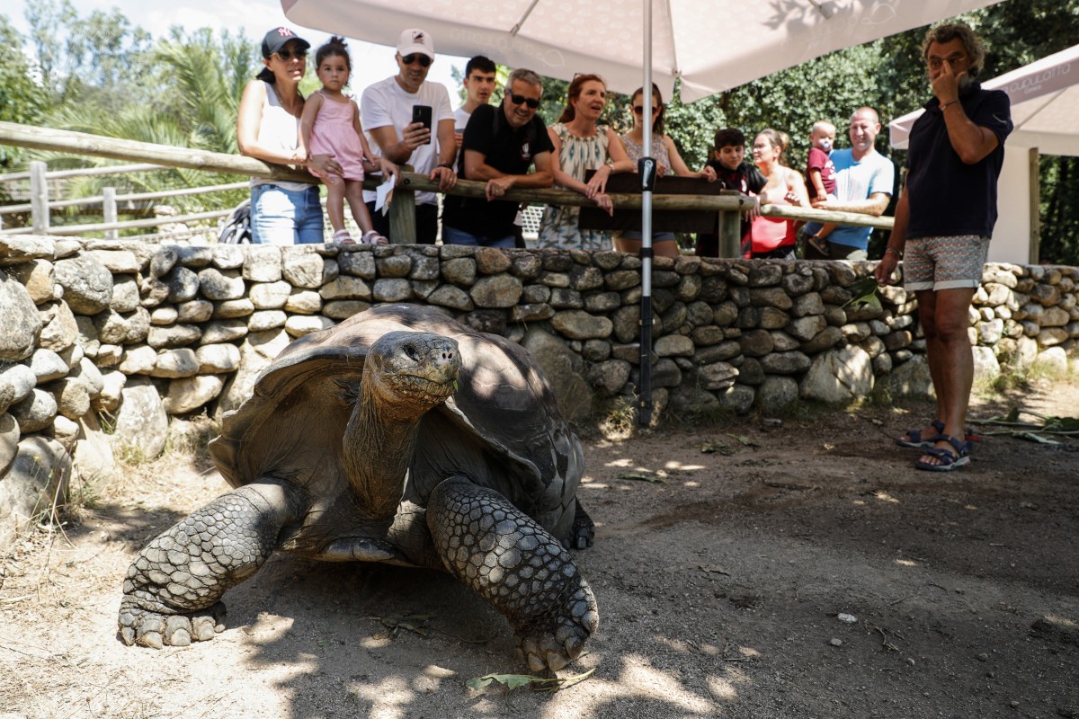 أول ولادة في فرنسا لإحدى سلاحف غالاباغوس العملاقة